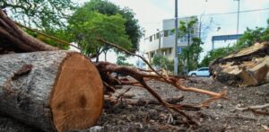 Conmociona la tala de árboles en el Centro Olímpico