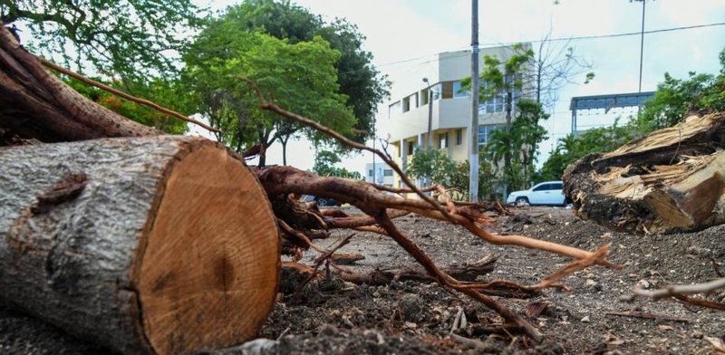 Conmociona la tala de árboles en el Centro Olímpico